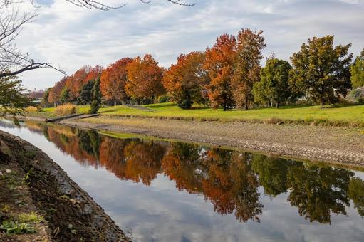 川に反射する紅葉2 川に反射する紅葉2 紅葉,反射,川の写真素材