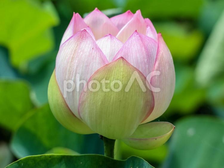 ほころびはじめたズイコウ蓮 蓮の花,ハスの花,はすの花の写真素材