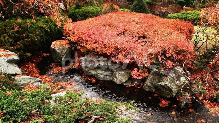 晩秋の平岡樹芸センター さわやか,ぼかし,やわらかいの写真素材