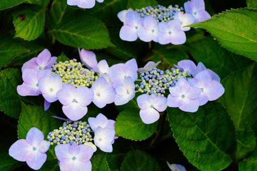 アジサイの花 アジサイの花の写真