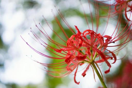 ヒガンバナ クローズアップ ヒガンバナ クローズアップ ヒガンバナ,曼殊沙華,花の写真素材