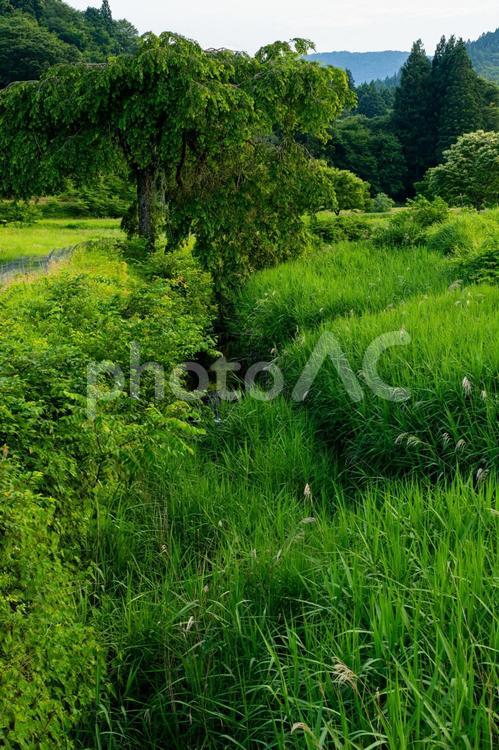 里の風景⑶ 木,川,草の写真素材