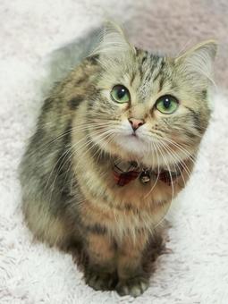 見上げる愛猫 見上げる愛猫 愛猫,ペット,動物の写真素材