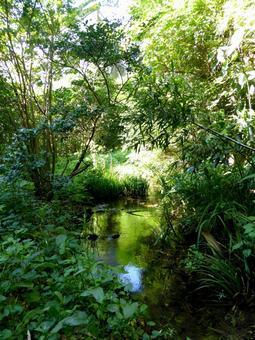 横浜市栄区・矢沢堀小川アメニティの風景 林,木々,森の写真素材