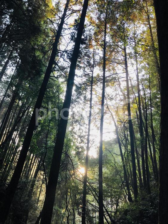 朝日で緑から黄色へと変わる木々 木漏れ日,朝日,登山の写真素材