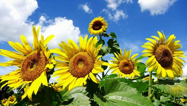夏の空を見上げるヒマワリ達 夏の空を見上げるヒマワリ達 向日葵,ひまわり,青空の写真素材