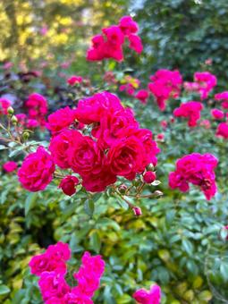 秋のローズガーデンの写真