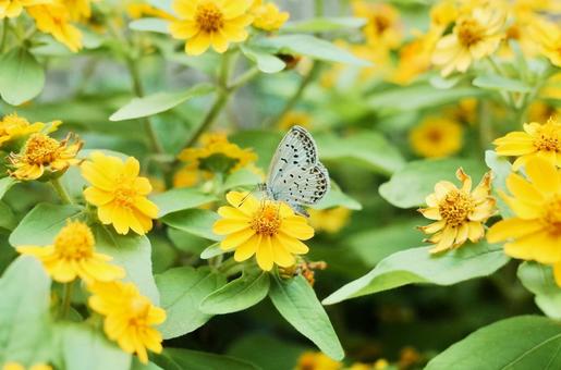 黄色い花にとまる蝶 黄色い花にとまる蝶の写真