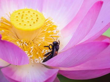蓮の花にとまるハチ 蓮の花にとまるハチの写真