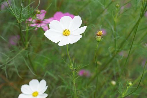 コスモス便り2025の写真