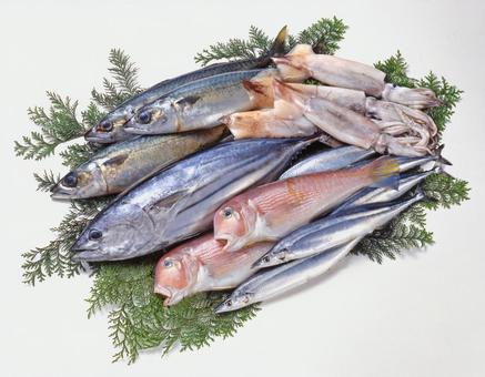 鮮魚集合 鮮魚集合 鮮魚集合,集合,魚の写真素材