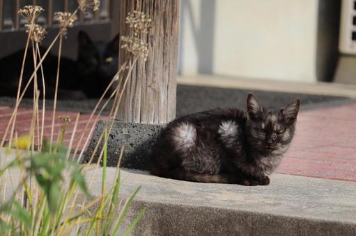 玄関前で片目ウイルス病の猫と背後に黒猫 猫,黒まだら猫,黒猫の写真素材