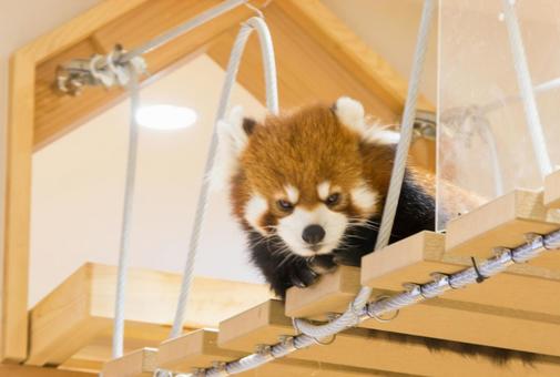 群馬県桐生が岡動物園「レッサーパンダ」1 群馬県桐生が岡動物園「レッサーパンダ」1 レッサーパンダ,動物,動物園の写真素材