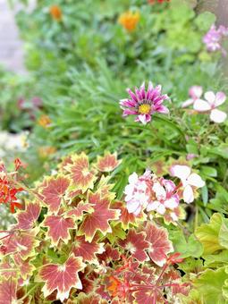 美しい庭　ガーデニング　ナチュラルな背景の写真