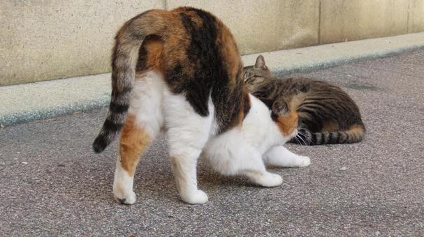 まったりと過ごす昼下がりの三毛猫たち 三毛猫,猫,キジトラの写真素材