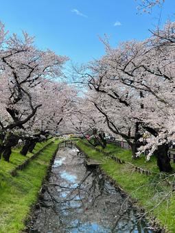 桜並木と川 桜並木と川 桜,桜並木,川の写真素材