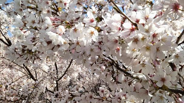 桜の花 桜の花 桜,花見,ピンクの写真素材