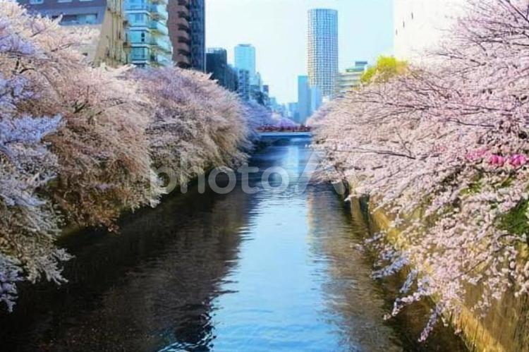 目黒川桜 風景,晴れ,目黒川の写真素材