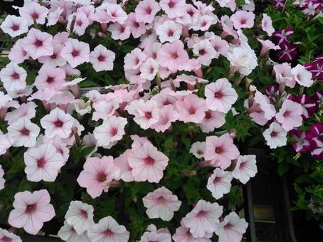 夏の花 夏の花の写真