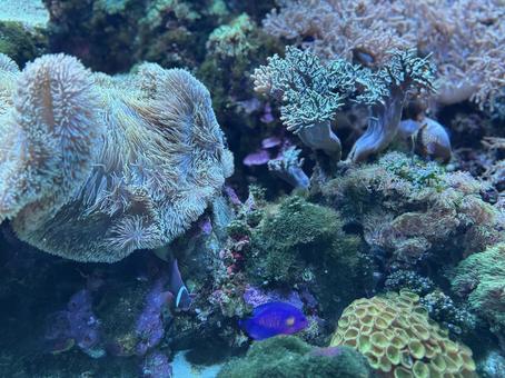 イソギンチャク 熱帯魚 珊瑚礁 水族館 イソギンチャク 熱帯魚 珊瑚礁 水族館 イソギンチャク,熱帯魚,アクアリウムの写真素材