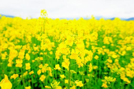 Photo, sannokura highland flower fields, rape blossoms, rapeseed field, 