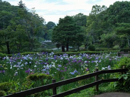 菖蒲の花 菖蒲,花,菖蒲の花の写真素材