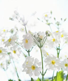 Primrose, JPG Primrose, JPG