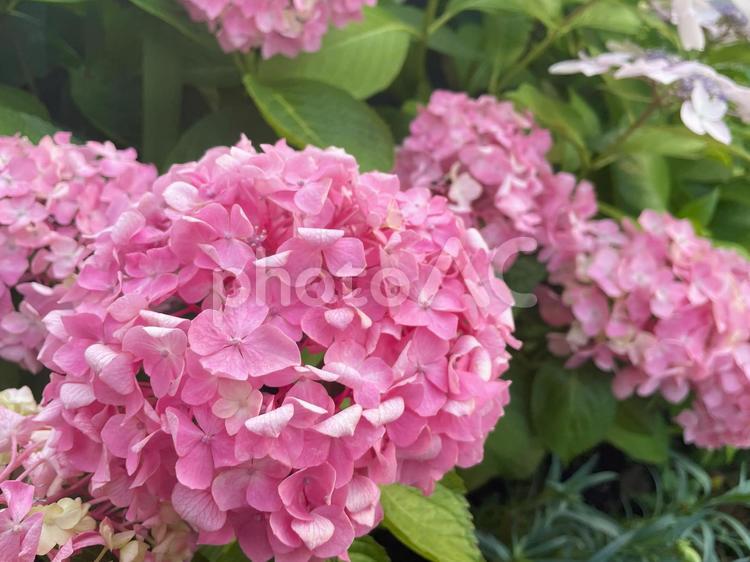 緑に包まれた鮮やかなピンクのアジサイ あじさい,紫陽花,ピンクの写真素材