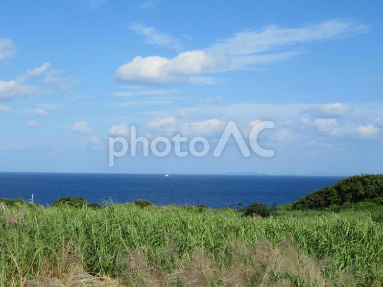 沖縄のサトウキビ畑の風景 沖縄,サトウキビ,畑の写真素材