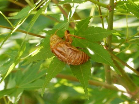 【昆虫写真】蝉の抜け殻 【昆虫写真】蝉の抜け殻の写真