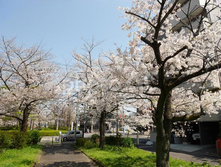 桜並木 桜,ソメイヨシノ,桜並木の写真素材