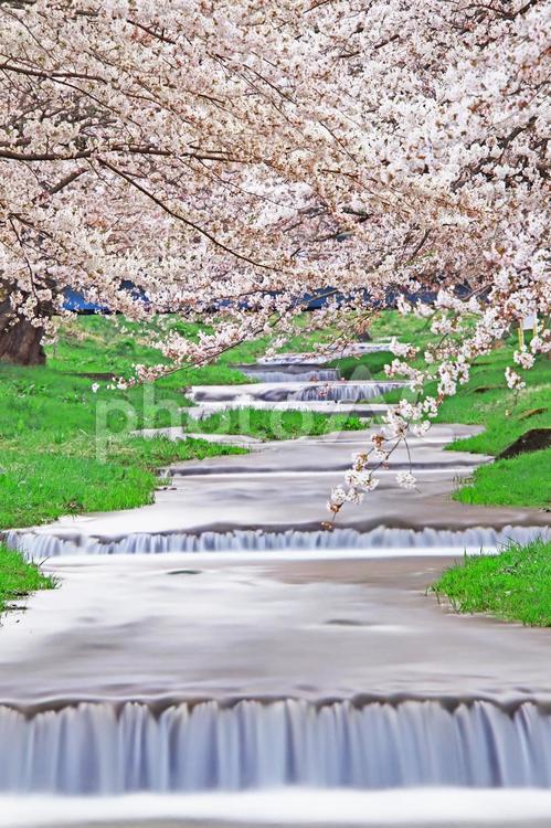 旅行や春の大自然のイメージ 旅,春,桜の写真素材