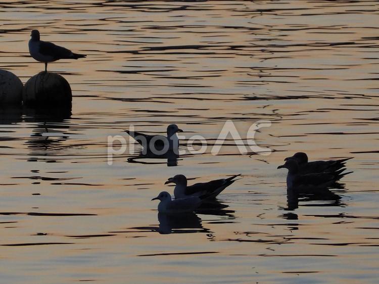 波間にウミネコたちが浮かぶ　諸磯湾の日暮れ 夕暮れ,海辺,日暮れの写真素材