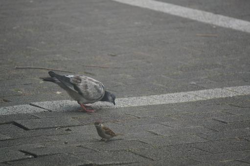 pigeon, JPG pigeon, JPG