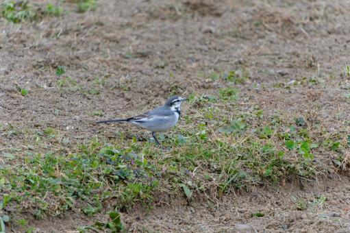 A white wagtail walking on the ground in winter, JPG
