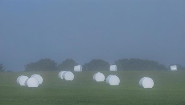 霧の中の牧草ロール 霧の中の牧草ロールの写真