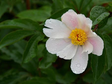 シャクヤク シャクヤク シャクヤク,芍薬,エビスグサの写真素材