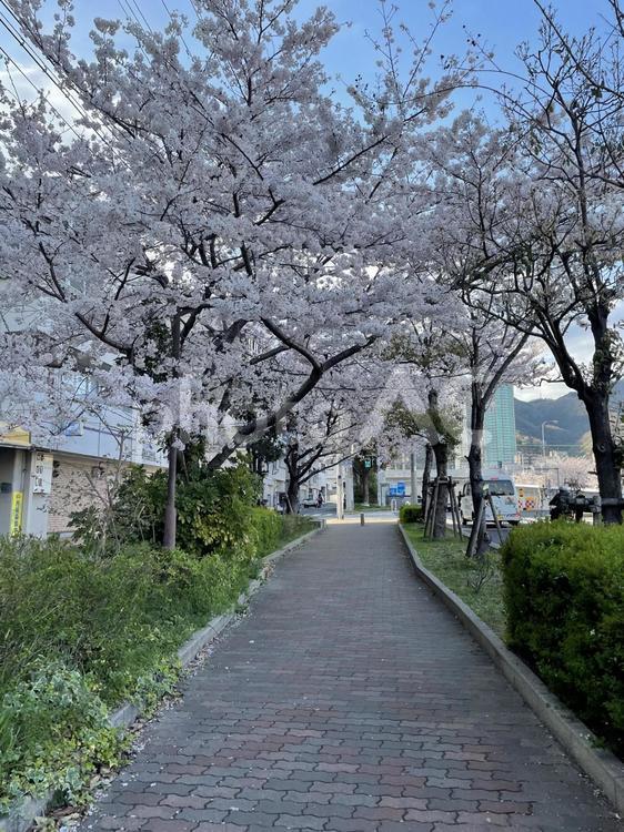 生田川の桜 神戸市,生田川,桜の写真素材