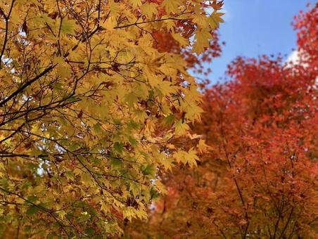 青空に映える黄色と赤の紅葉 青空に映える黄色と赤の紅葉 秋,紅葉,もみじの写真素材