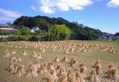 稲刈り後の田んぼ② 稲刈り後の田んぼ② 田,稲刈り後,秋の写真素材