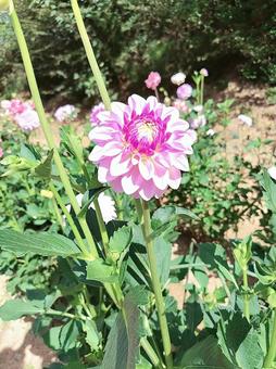 世羅高原のピンクのダリア ダリア,花,植物の写真素材