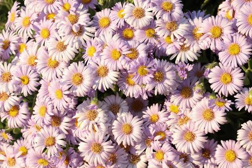 鮮やかで可憐な達磨菊の群生 鮮やかで可憐な達磨菊の群生 達磨菊,菊,ダルマギクの写真素材