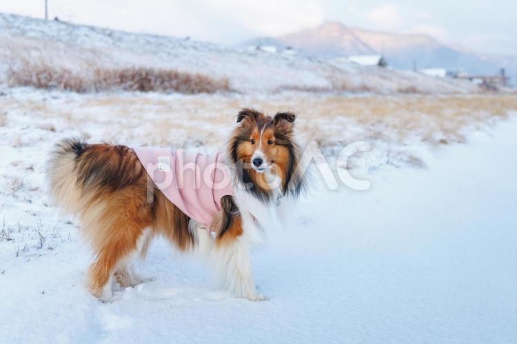 麗　レイ 家庭犬,散歩,遊ぶの写真素材