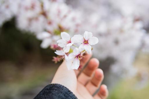 Cherry Blossoms, cherry blossoms, pink, natural, JPG