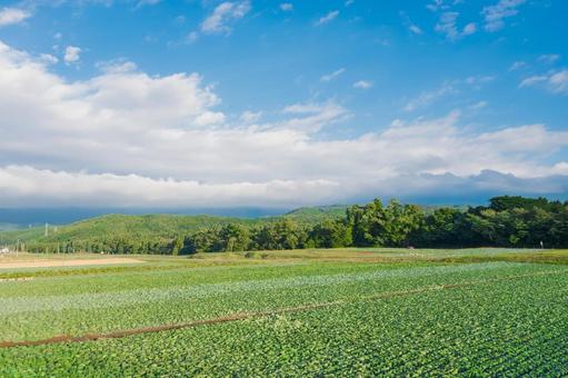 一面のキャベツ畑 一面のキャベツ畑 キャベツ畑,蓼科高原,長野県の写真素材