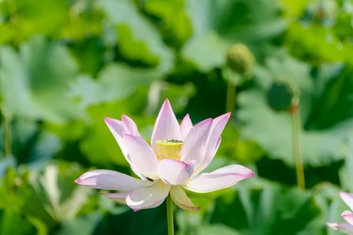 夏の日差しに咲く蓮の花 夏の日差しに咲く蓮の花 蓮,花,ピンクの写真素材
