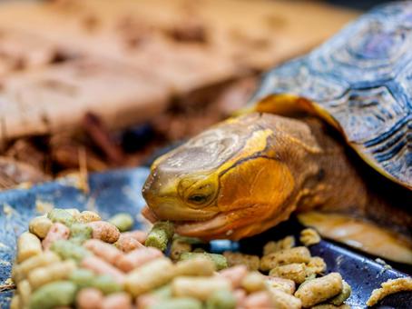餌を食べるセマルハコガメ 餌を食べるセマルハコガメの写真