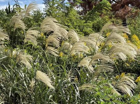 黄金色に輝くススキ 黄金色に輝くススキの写真