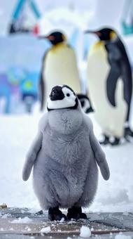 冬の子どもペンギン 冬の子どもペンギンの写真