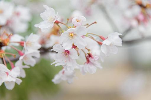 桜咲く 桜,花,春の写真素材